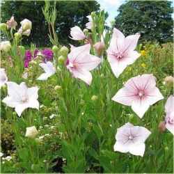 bylina Platykodon Rozwar B242